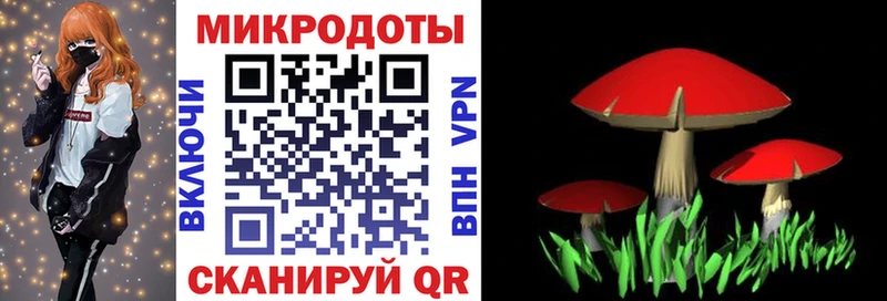 Галлюциногенные грибы Psilocybe нарко площадка какой сайт Звенигово